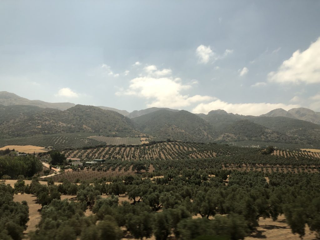 Măslini - de la Malaga la Granada